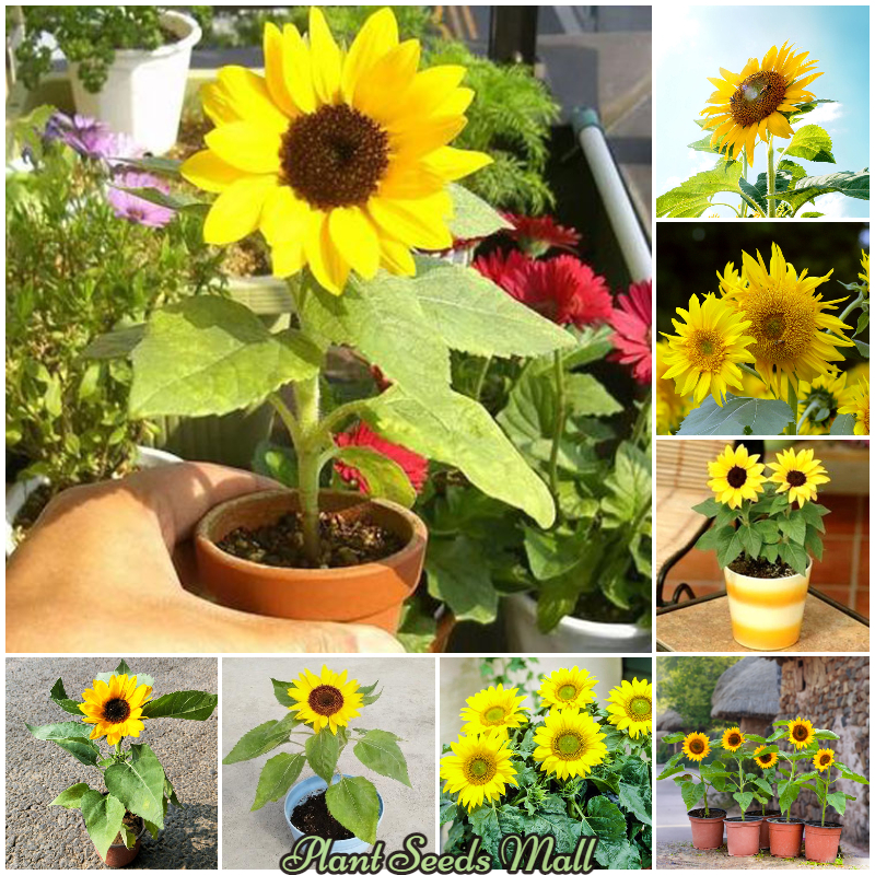 How To Grow Sunflower Seeds In The Philippines Best Flower Site