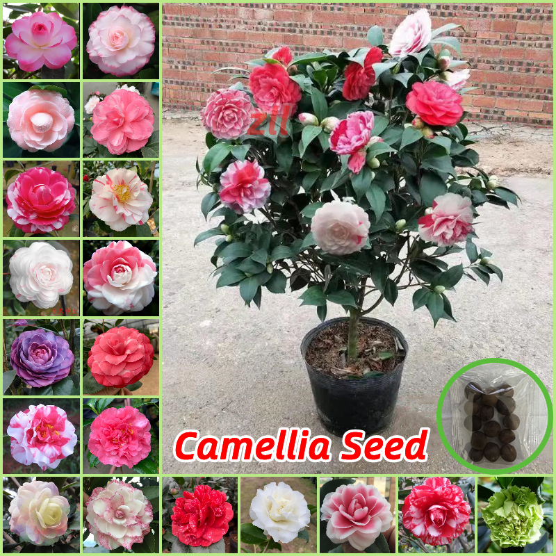 [High Germination] Mixed Camellia Seed Bonsai Seeds for Planting