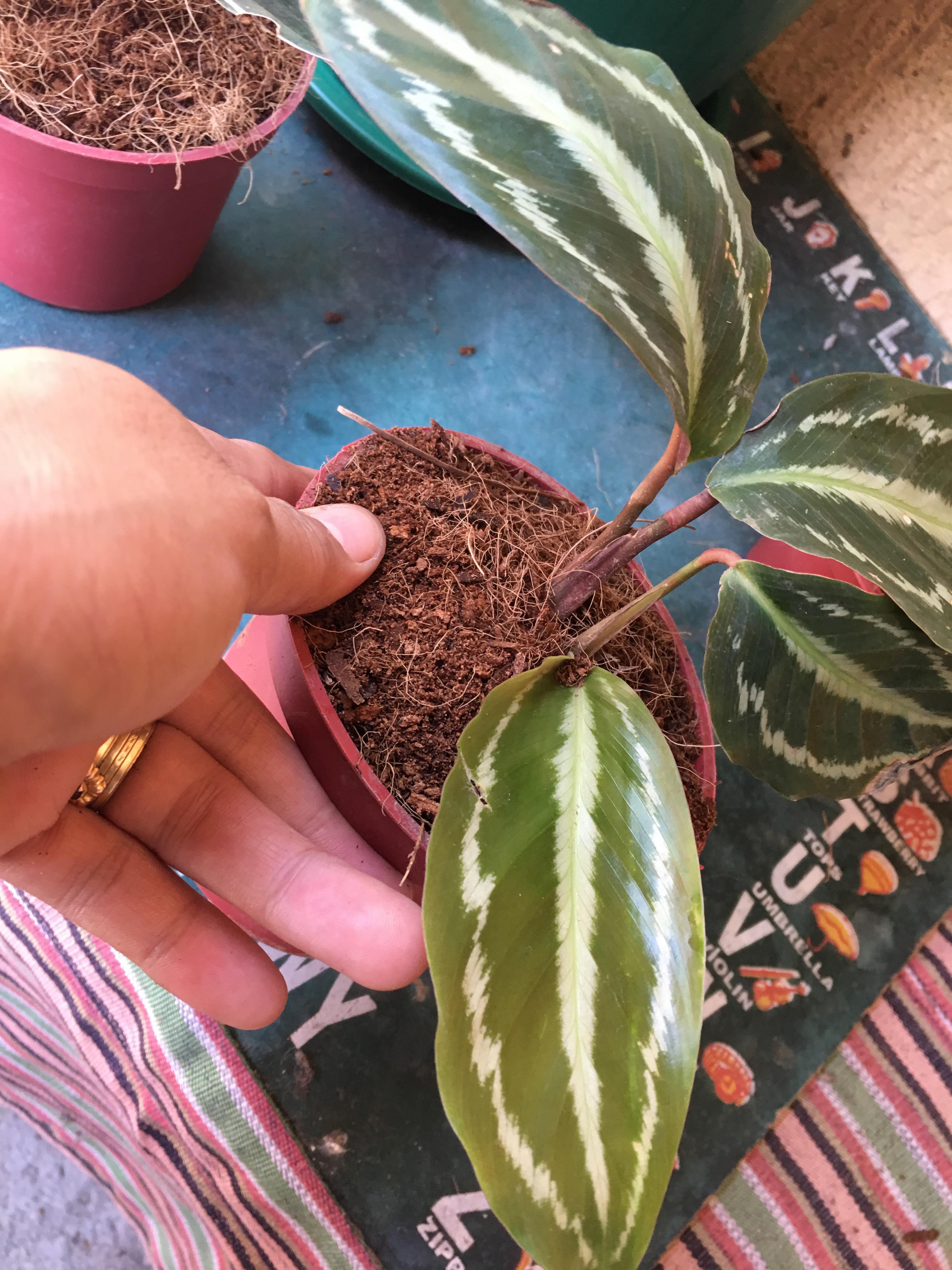 Calathea Roseopicta commonly called as Rosepainted Calathea red
