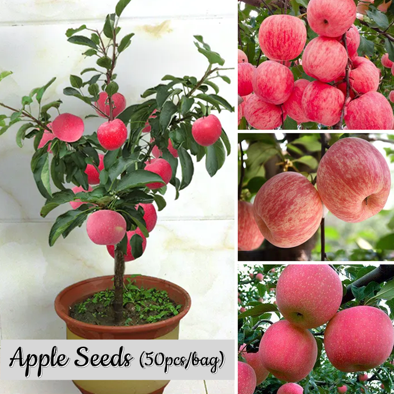 ราคาถูก ของแท้ 100 เมล็ดพันธุ์ แอปเปิ้ล 50 เมล็ด Apple Seeds Dwarf