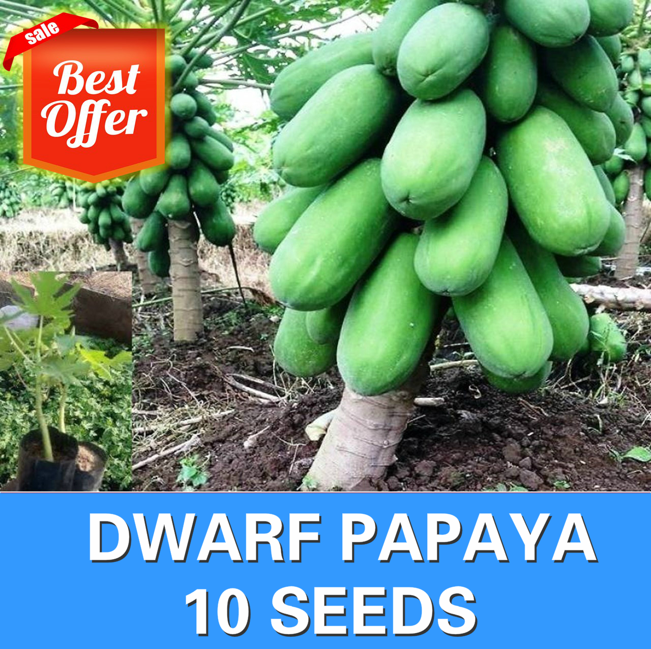 Papaya Seeds - Dwarf Papaya | Lazada PH