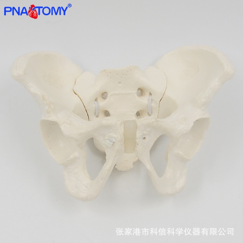 movable pelvis model sacrum hip bone can bend and rotate human anatomy ...