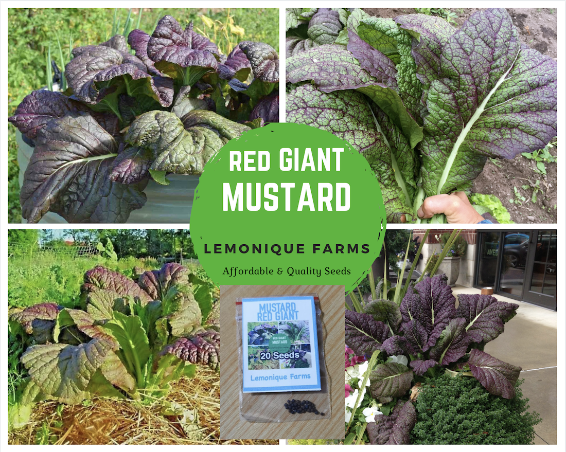 Organic Heirloom Red Giant Mustard Greens Seeds - Non-GMO, USA Grown, 94% Germination