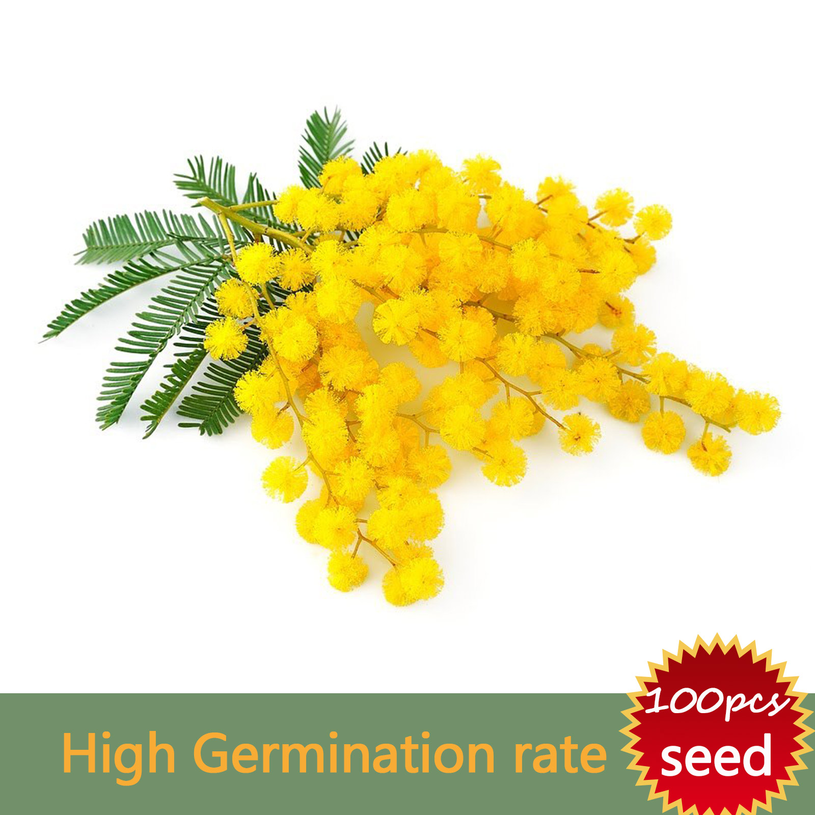 High Yielding Variety Yellow Mimosa Pudica Seeds For Planting Free Seed Planting Description Lazada Ph