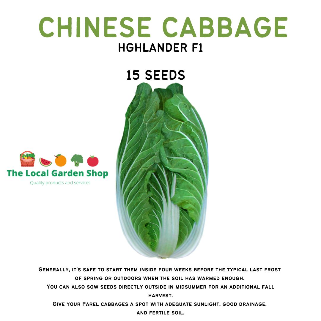 CHINESE PECHAY - 15seeds | Lazada PH