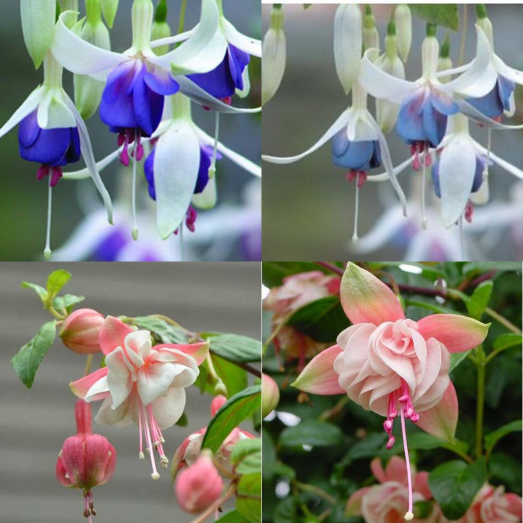 冬バーゲン 特別送料無料 Dean Tyler犬用首輪 ダブルクォーテ ヘブン ダブルクォーテ ロッパ製のハイクオリティーレザー使用 Sサイズ首のサイズ45 72cm 55 cm幅6 98cmエキストラ Gefert Com Br 冬バーゲン 特別送料無料 Dean Tyler犬用首輪 ダブルクォーテ ヘブン ダブルクォーテ ロッパ製のハイクオリティーレザー使用 Sサイズ首のサイズ45 72cm 55 cm幅6 98cmエキストラ Gefert Com Br