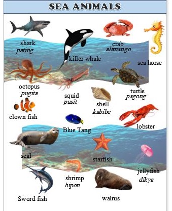 Aquatic Animals Chart