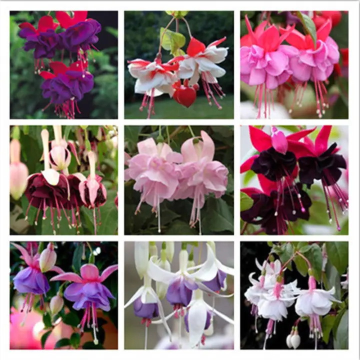Fh 1 Bag Fuchsia Seeds Lantern Flower Bonsai Colorful Perennial Flowers Plants Lazada Ph