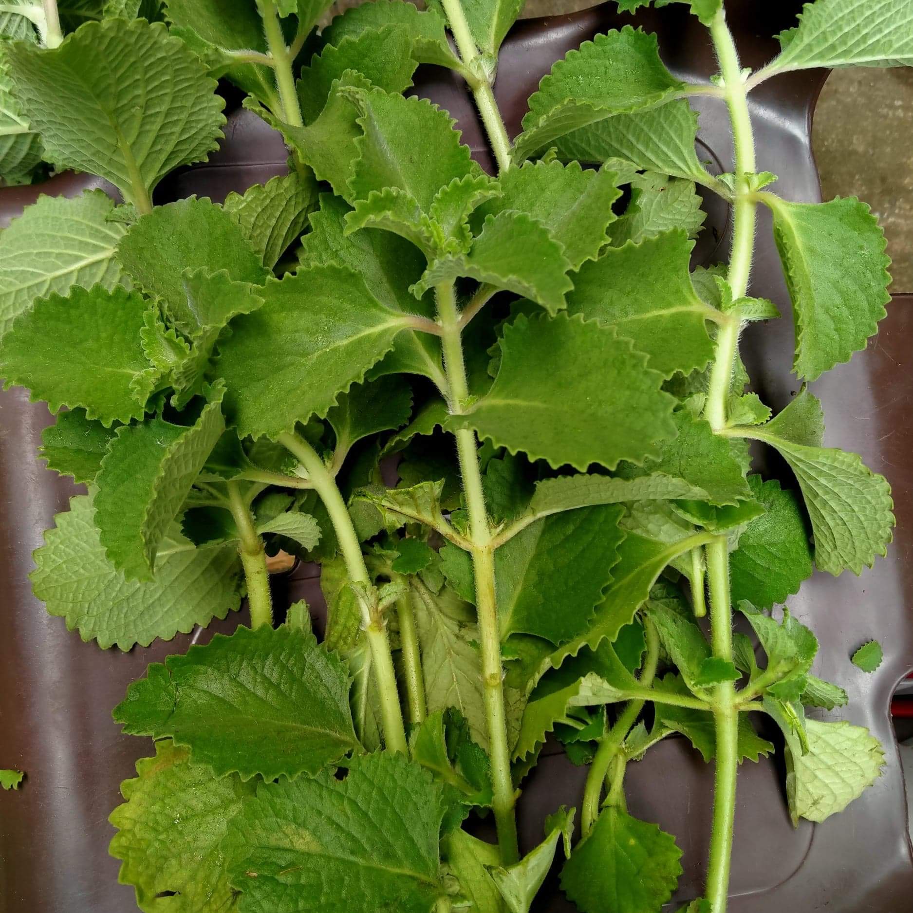 Oregano herbal plant/ cuttings Lazada PH