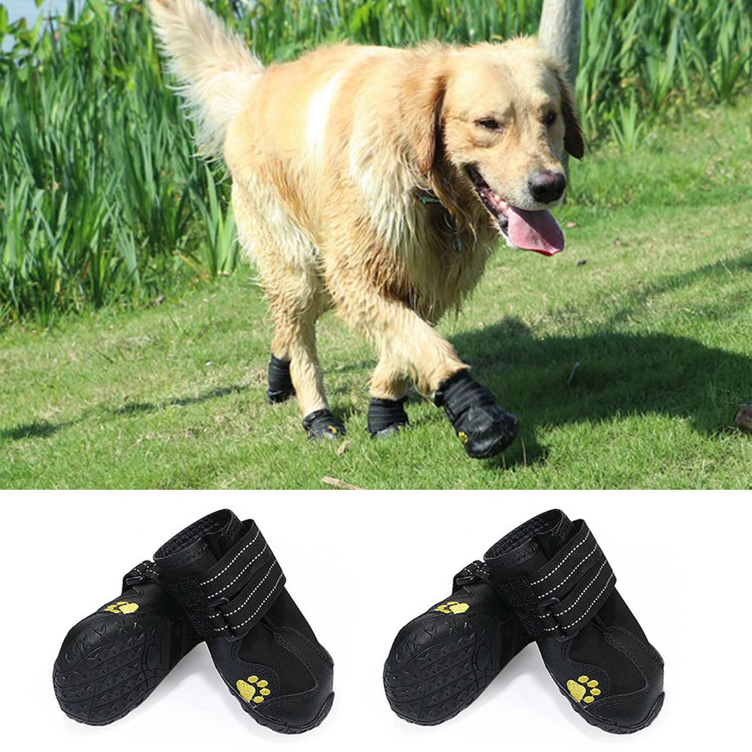 shoes for dogs near me