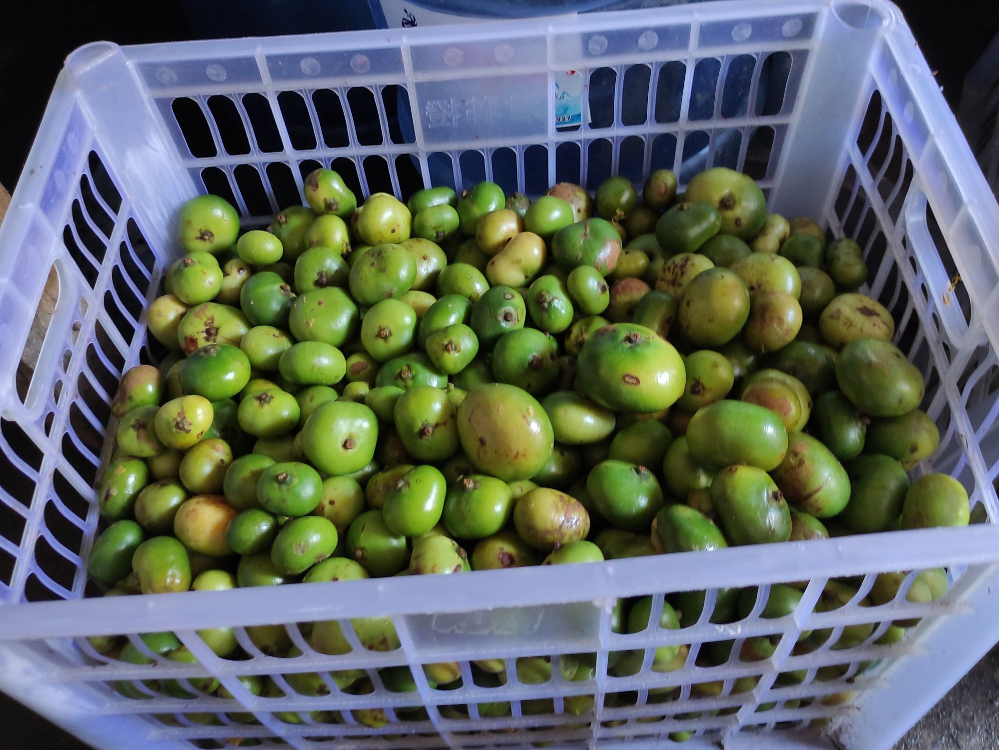 BATWAN/BATUAN FRUIT Lazada PH