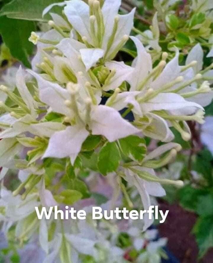 Bougainvillea White Butterfly (small) Lazada PH