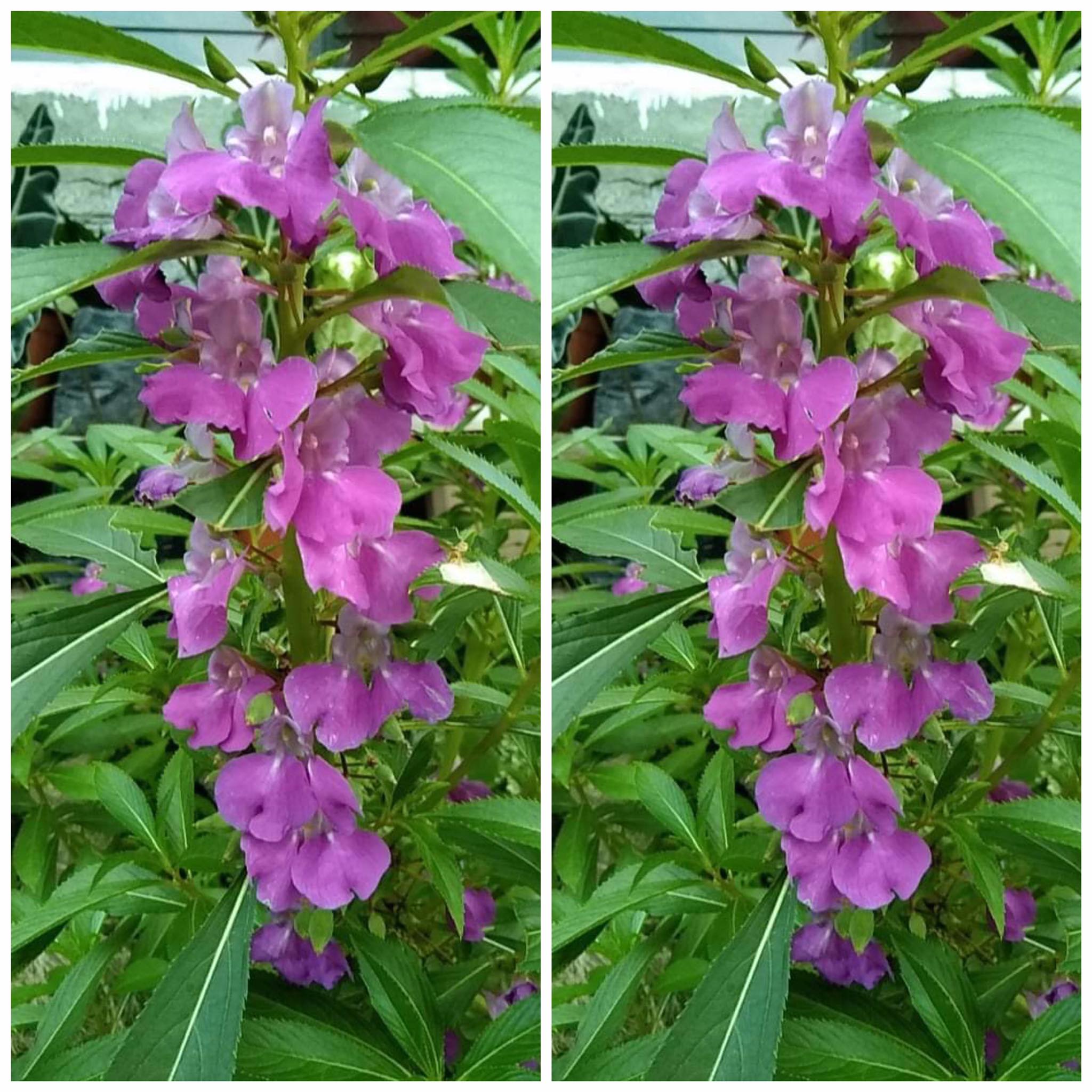 Balsam Kamantigi Flower Mixed Color 15 20 Seeds Outdoor Garden Plant
