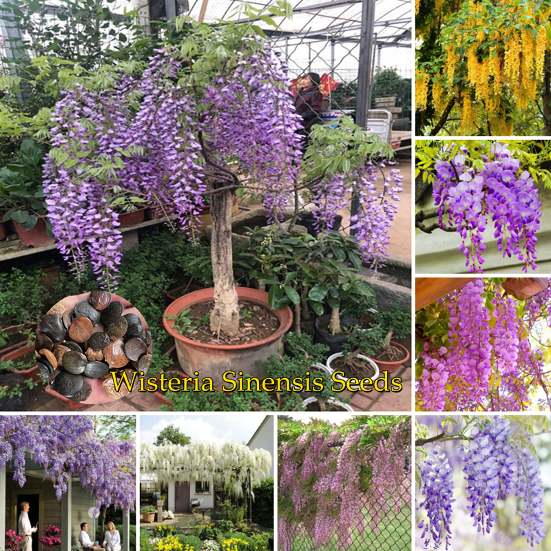 [Fast Grow] 1015 Seeds High Quality Colorful Wisteria Sinensis Seeds