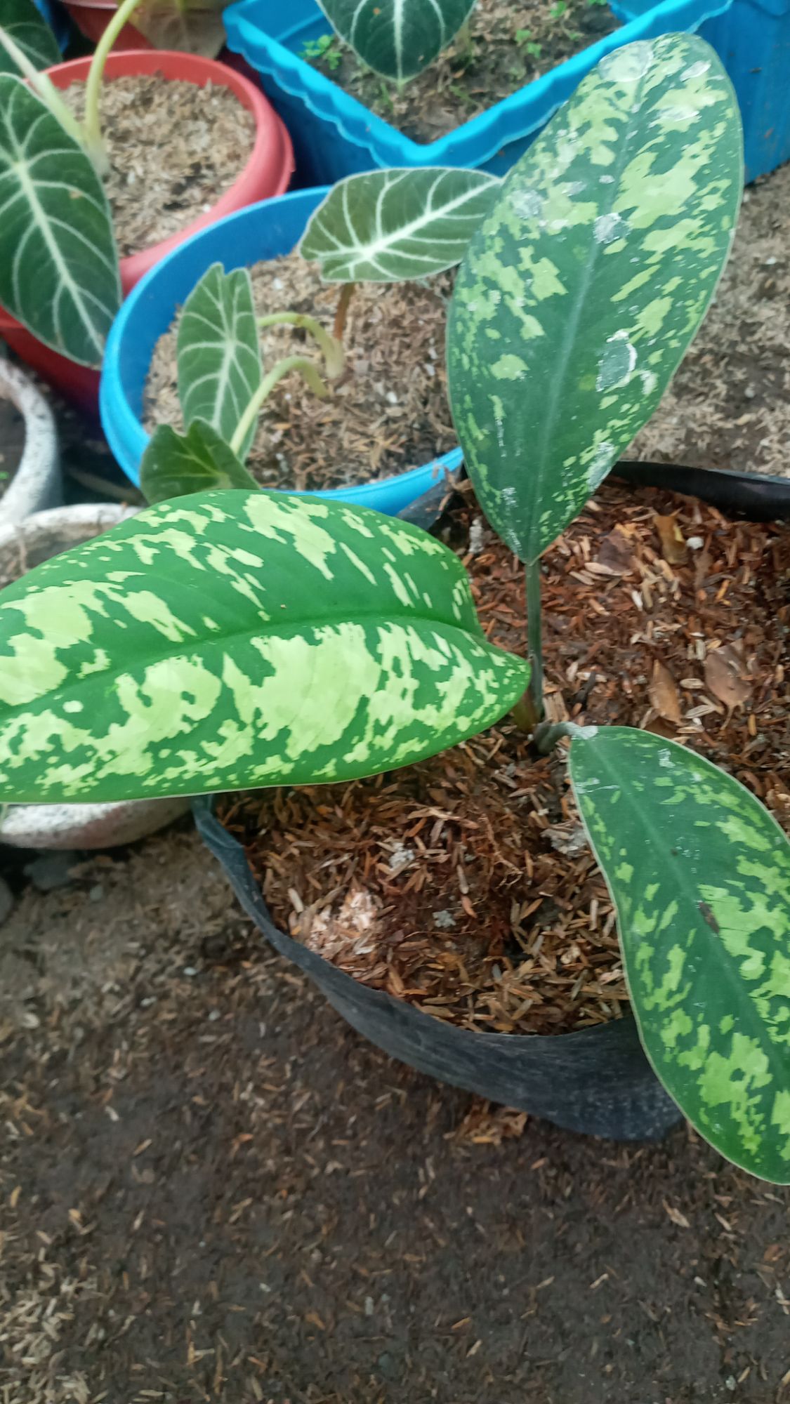 aglaonema army green | Lazada PH