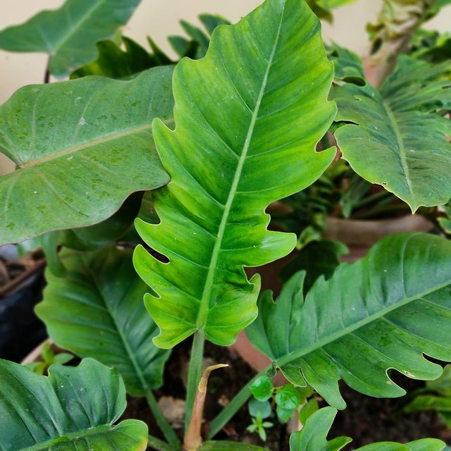 Philodendron Serratum Cutting Plus FREE Philodendron Temptation | Lazada PH