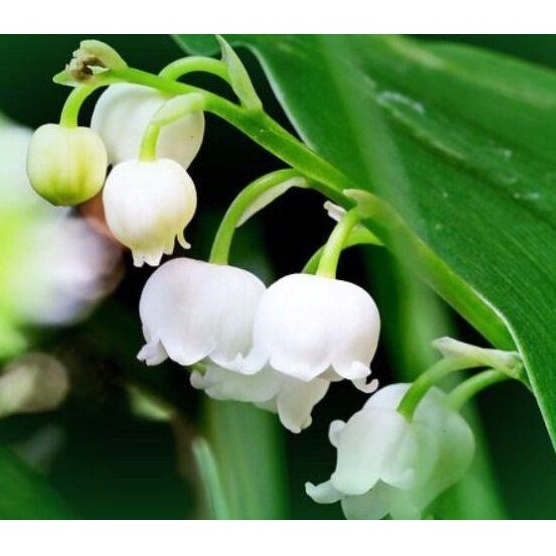 MA444 Hạt Giống 10 hạt Hoa Linh Lan