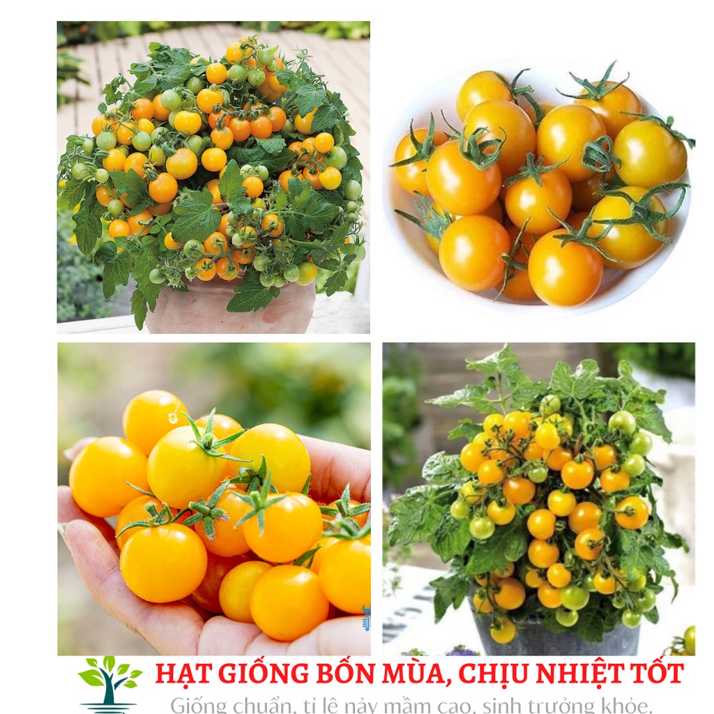 Hạt giống cà chua bi quả vàng (quả vàng mọng, ăn ngon, ngọt).