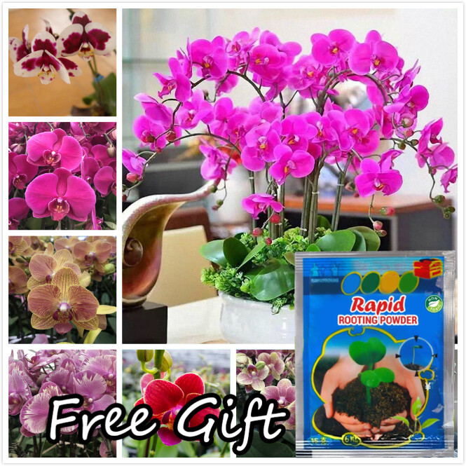 50pcs/pack Phalaenopsis Orchid Seeds for Sale Indoor and Outdoor Plants