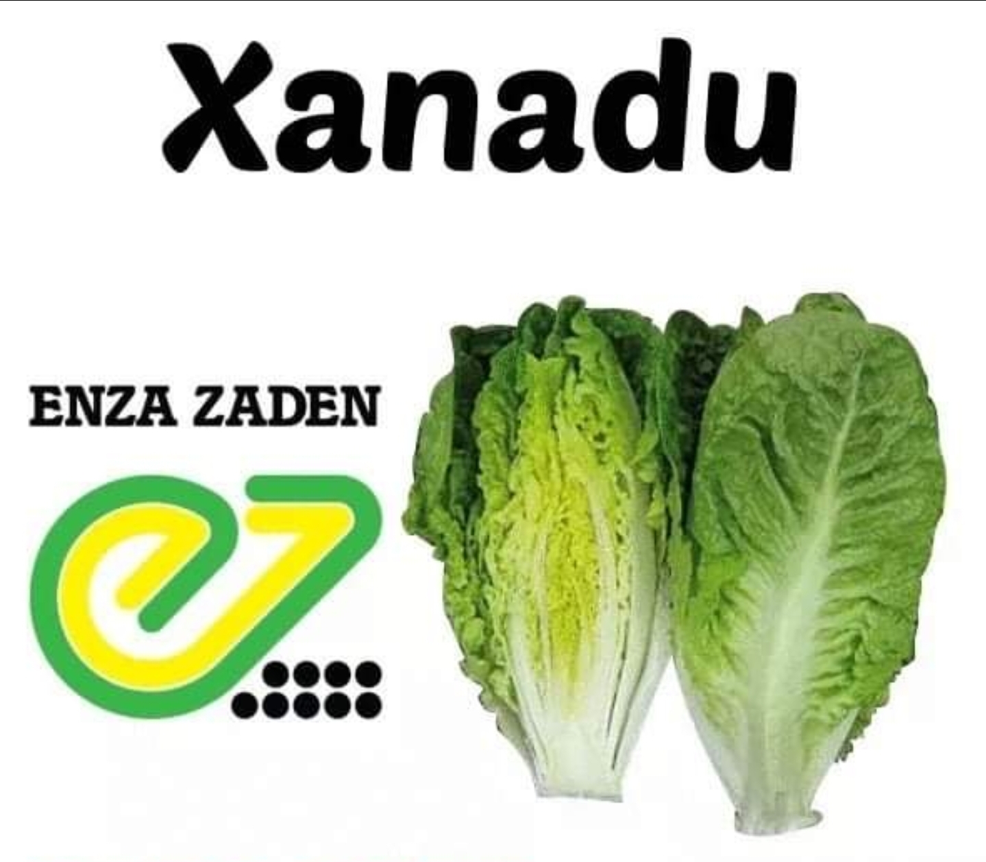 Romaine Lettuce Xanadu 100 seeds repack Lazada PH