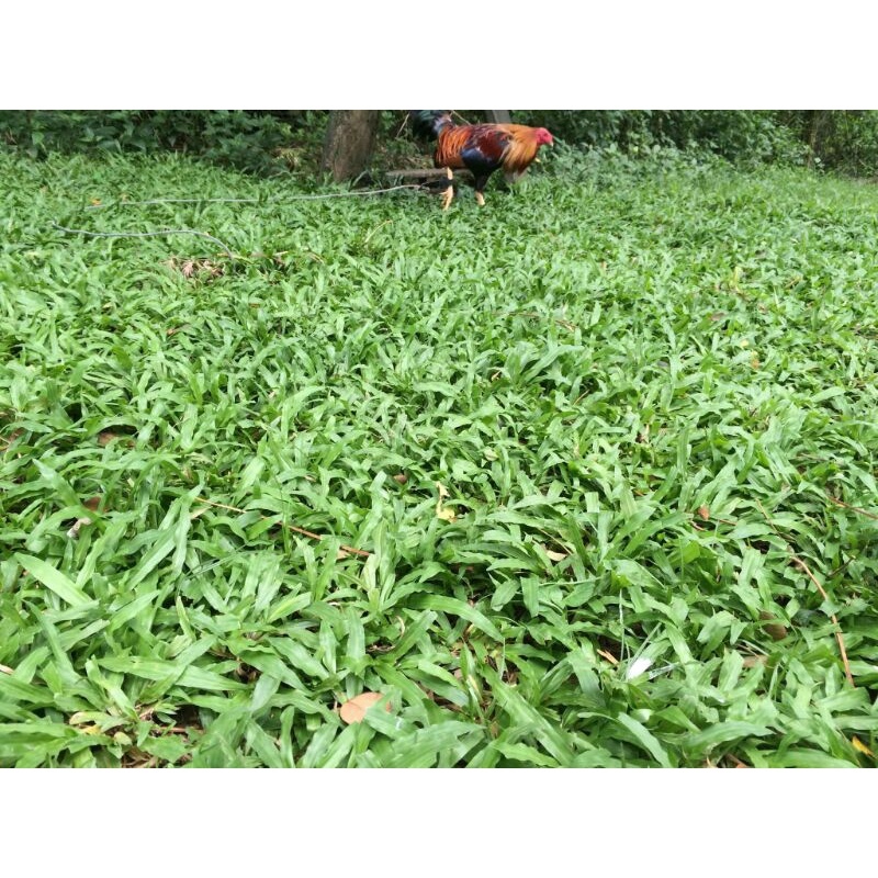 carabao grass seeds. Lazada PH