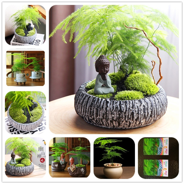 10PCS Asparagus Fern (Asparagus Setaceus) Mini Office Plants Clean The Air  Small Bamboo Bonsai Setose Asparagus Plants Potted Plant Planting Air  Purifying Bonsai Set - Lazada | Lazada PH