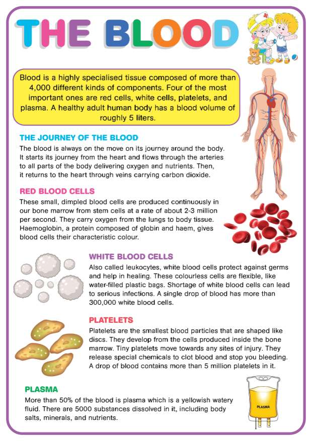 The Blood Educational Chart - A4 Size Poster - Waterproof print | Lazada PH
