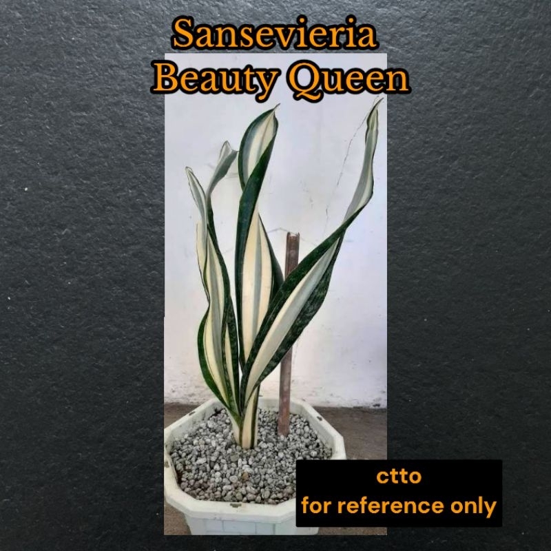 Beauty Queen Sansevieria Indoor Plants Seeds Sansevieria Letter G - Lazada  | Lazada PH