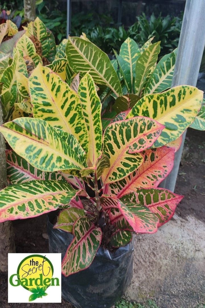 Croton Tricolor Deliciosa with FREE plastic pot, and garden soil
