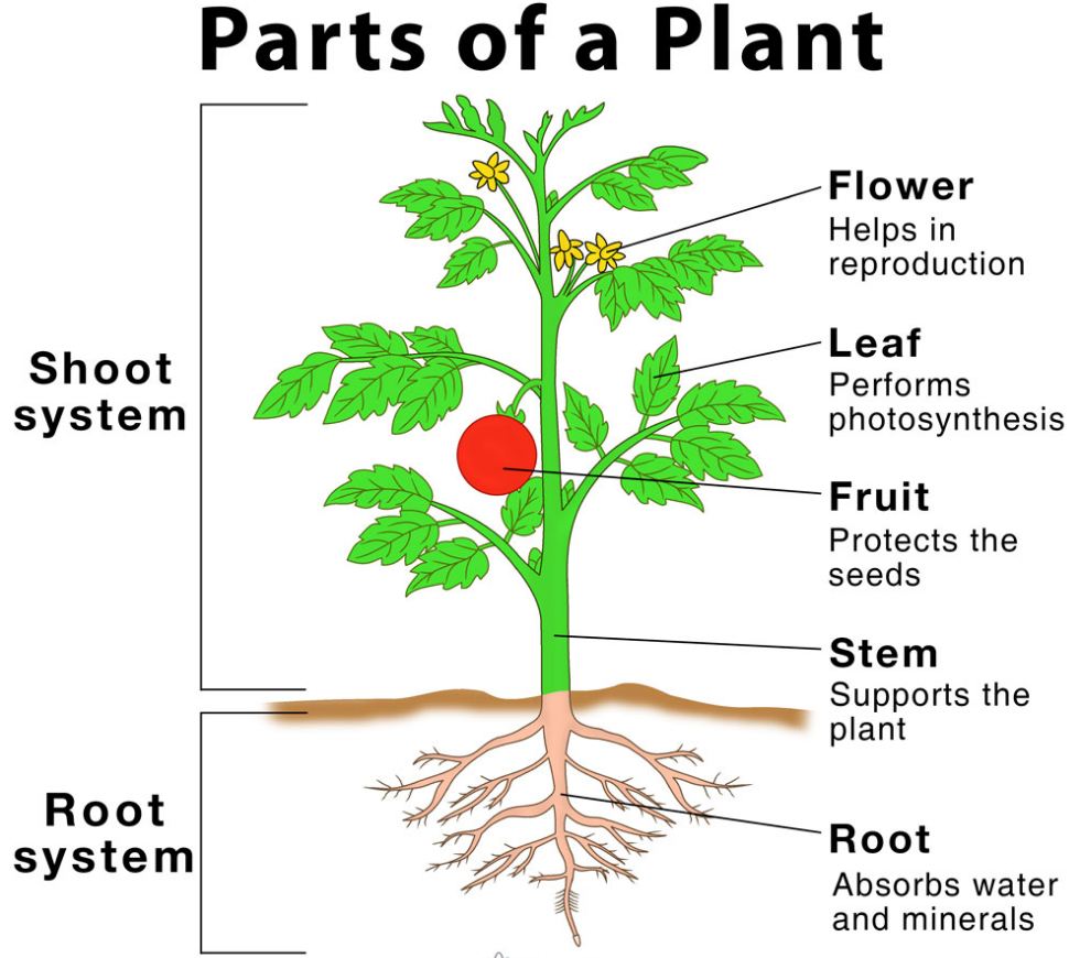 ALL ABOUT SCIENCE Laminated Chart For Kids PARTS OF THE PLANT Lazada PH