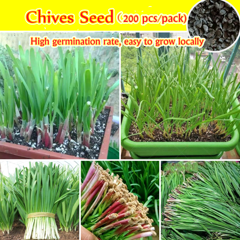 [Easy To Grow In Malaysia] Chinese Chives Seeds for Planting (200 Pcs ...