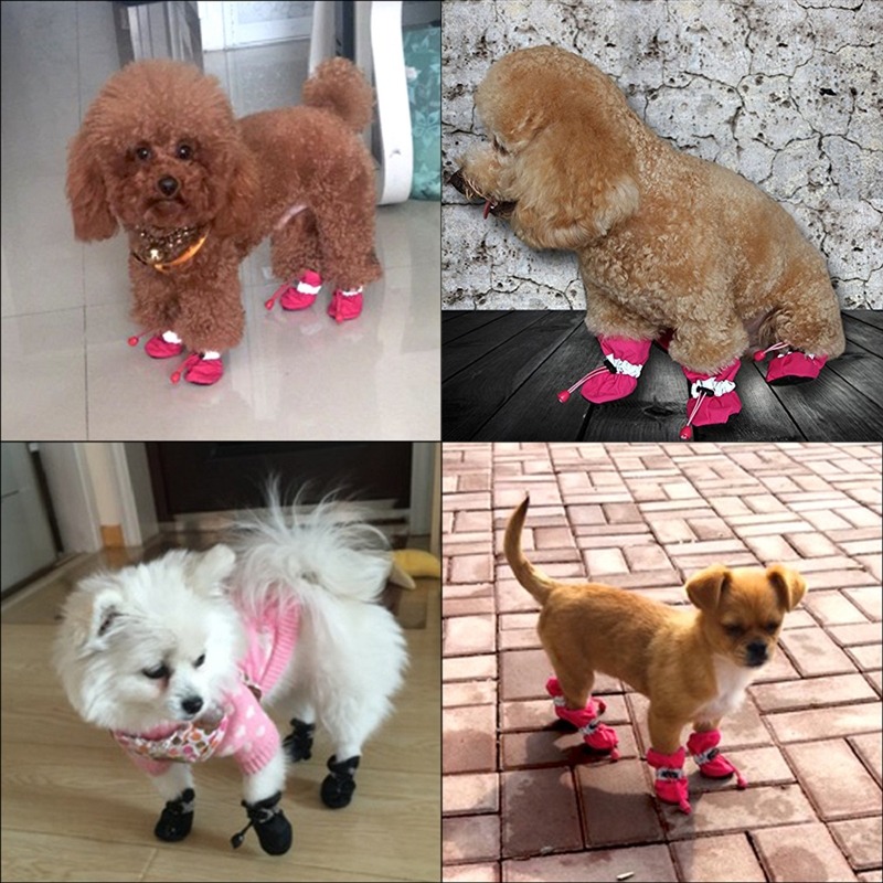 dog shoes shopee