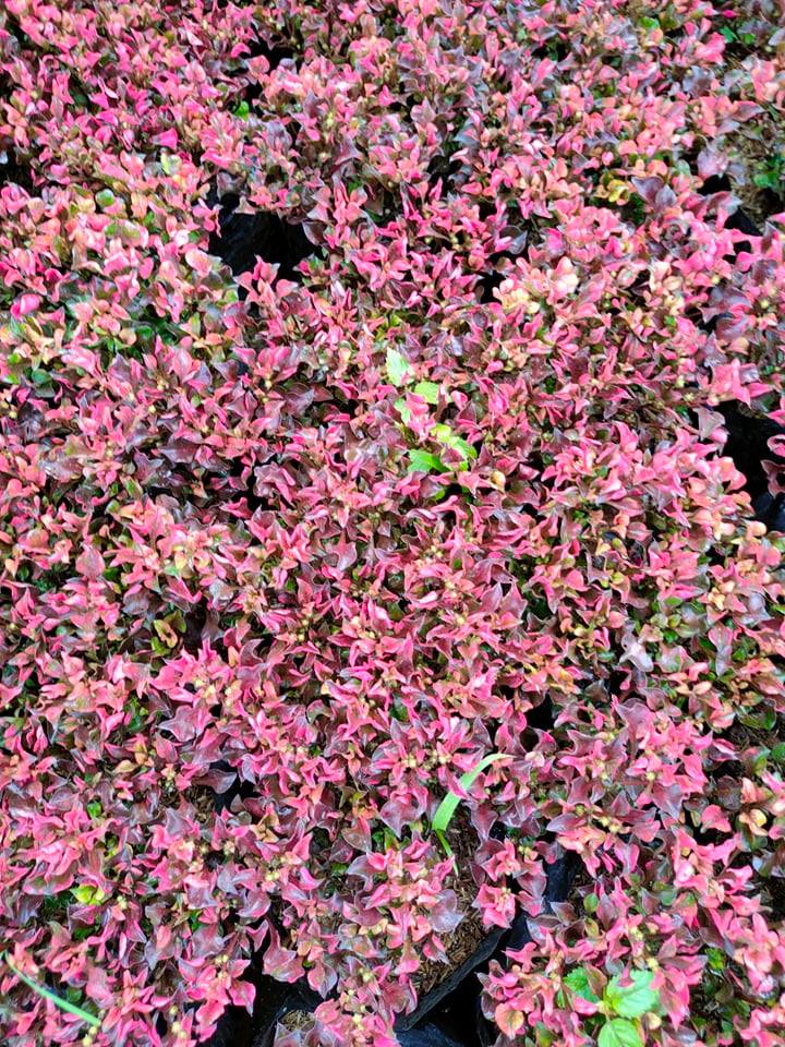 Pink Kutsarita Plant (Lush) with FREE plastic pot, pebbles and soil