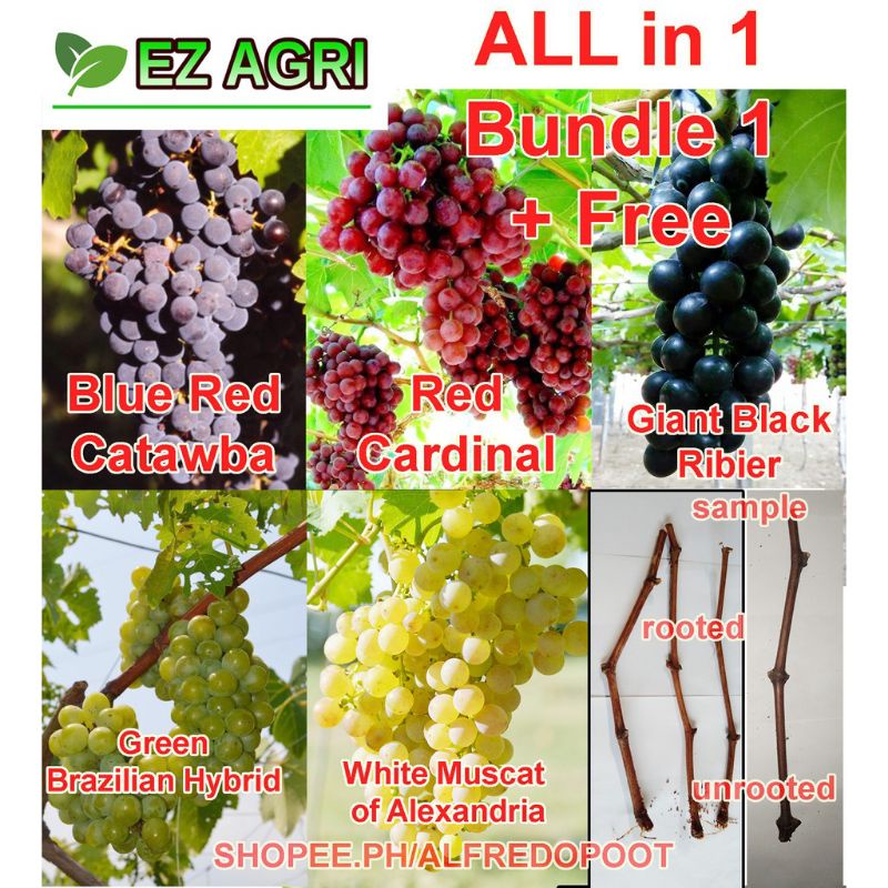 immediate shipping Lj agri Grapes Cuttings Seedless and Seeded allin1