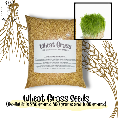Wheatgrass seeds for planting and sprouting/ High Quality / High
