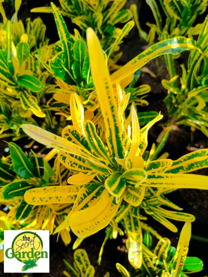 Croton Pure Yellow Lace ( Rare Crotons) with FREE plastic pot, pebbles