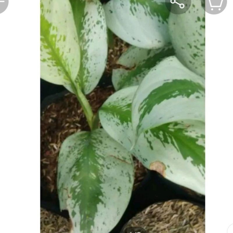 Dumb Cane Silver Wedding Tropical Tiki Lazada Ph