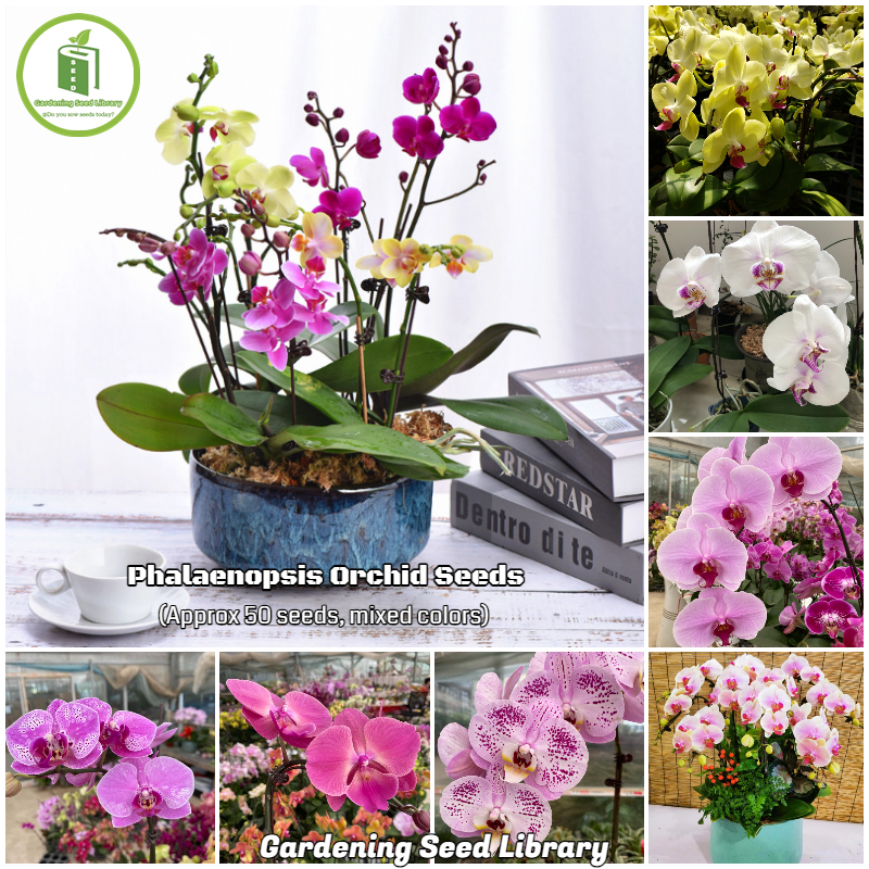 [COD Ready Stock] Mixed Phalaenopsis Orchid Seeds (50 seeds/bag)丨