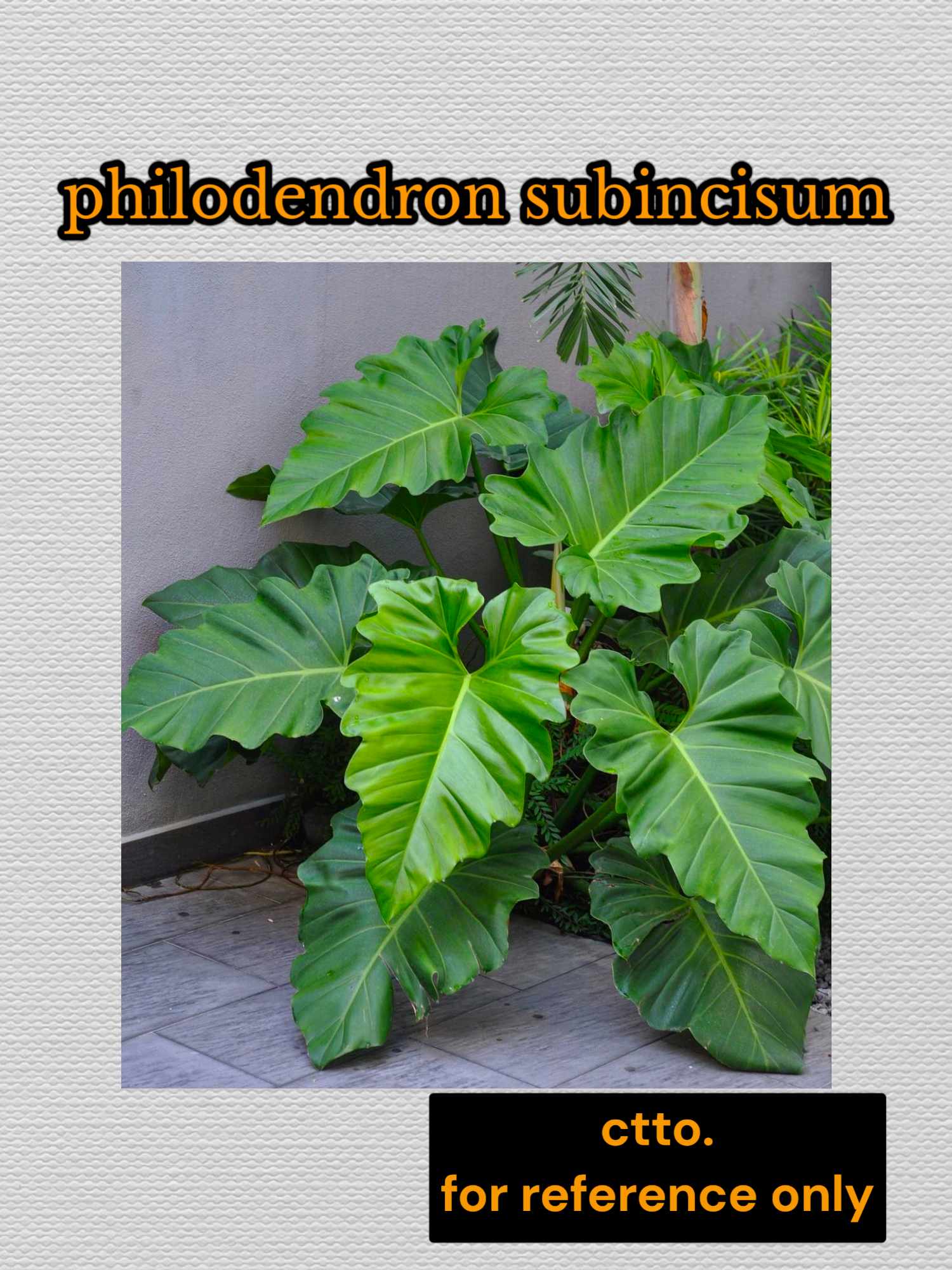 Subincisum Philodendron | Lazada PH