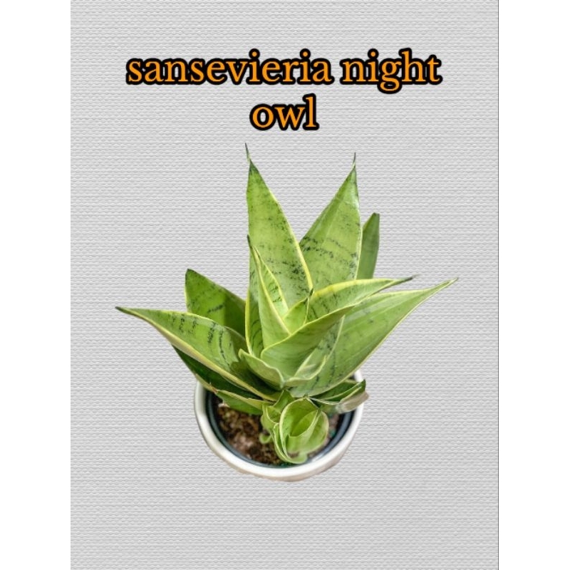 Night Owl Sansevieria | Lazada PH