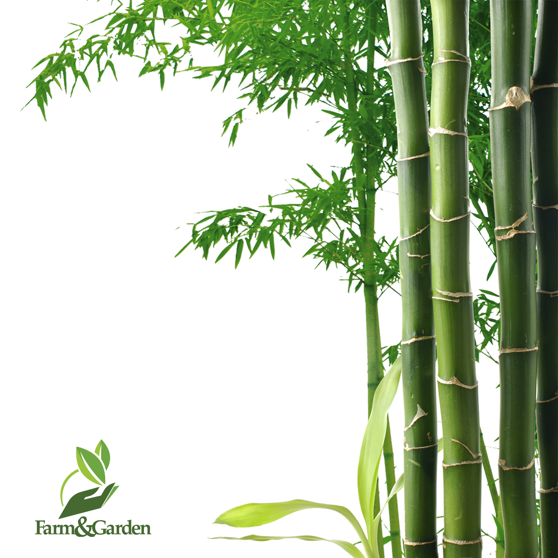 Giant Bamboo - 30 seeds | Lazada PH