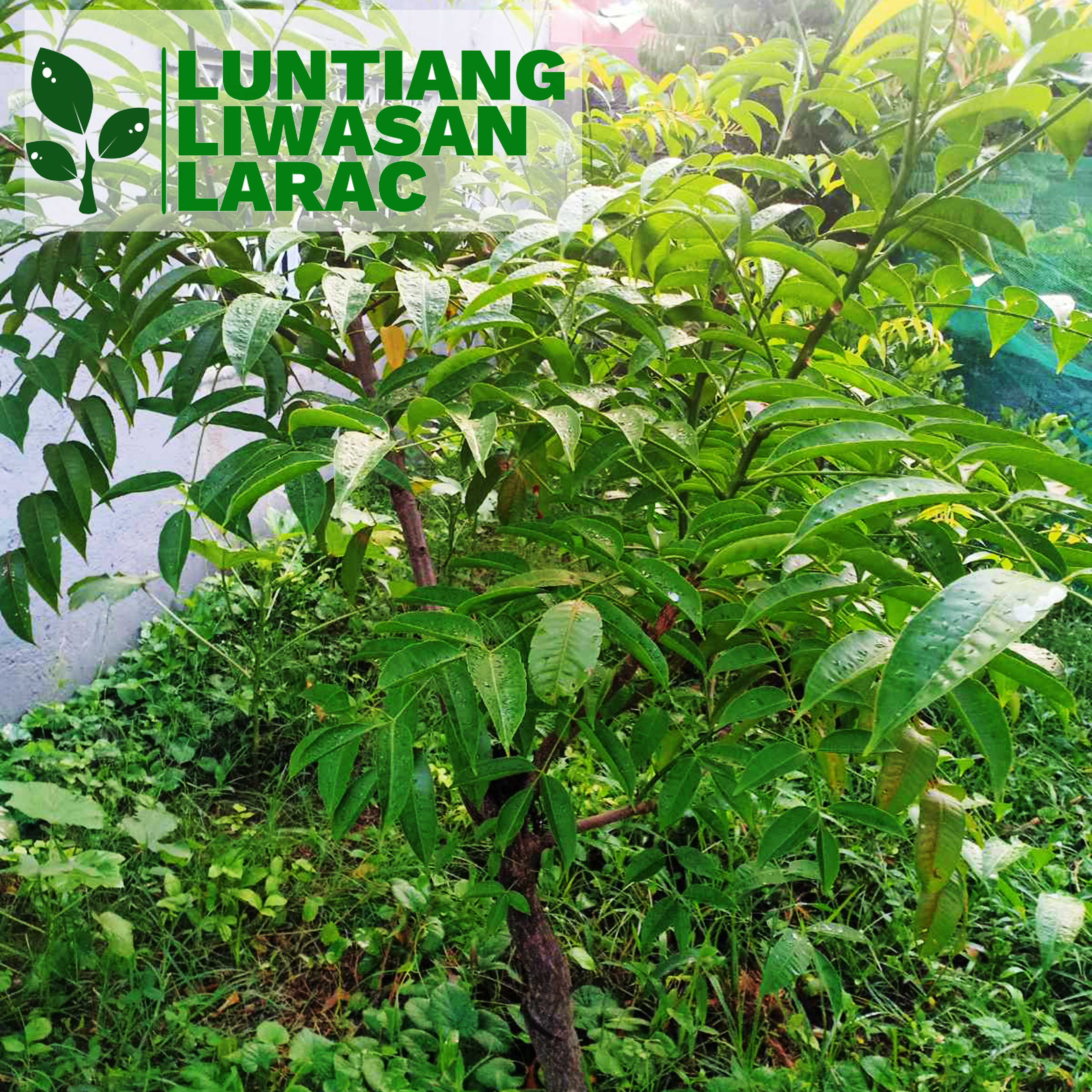 Luntiang Liwasan Larac Dahon Ng Libas Fresh Leaves In 50 Pcs Or 100 Pcs Lazada Ph 0296