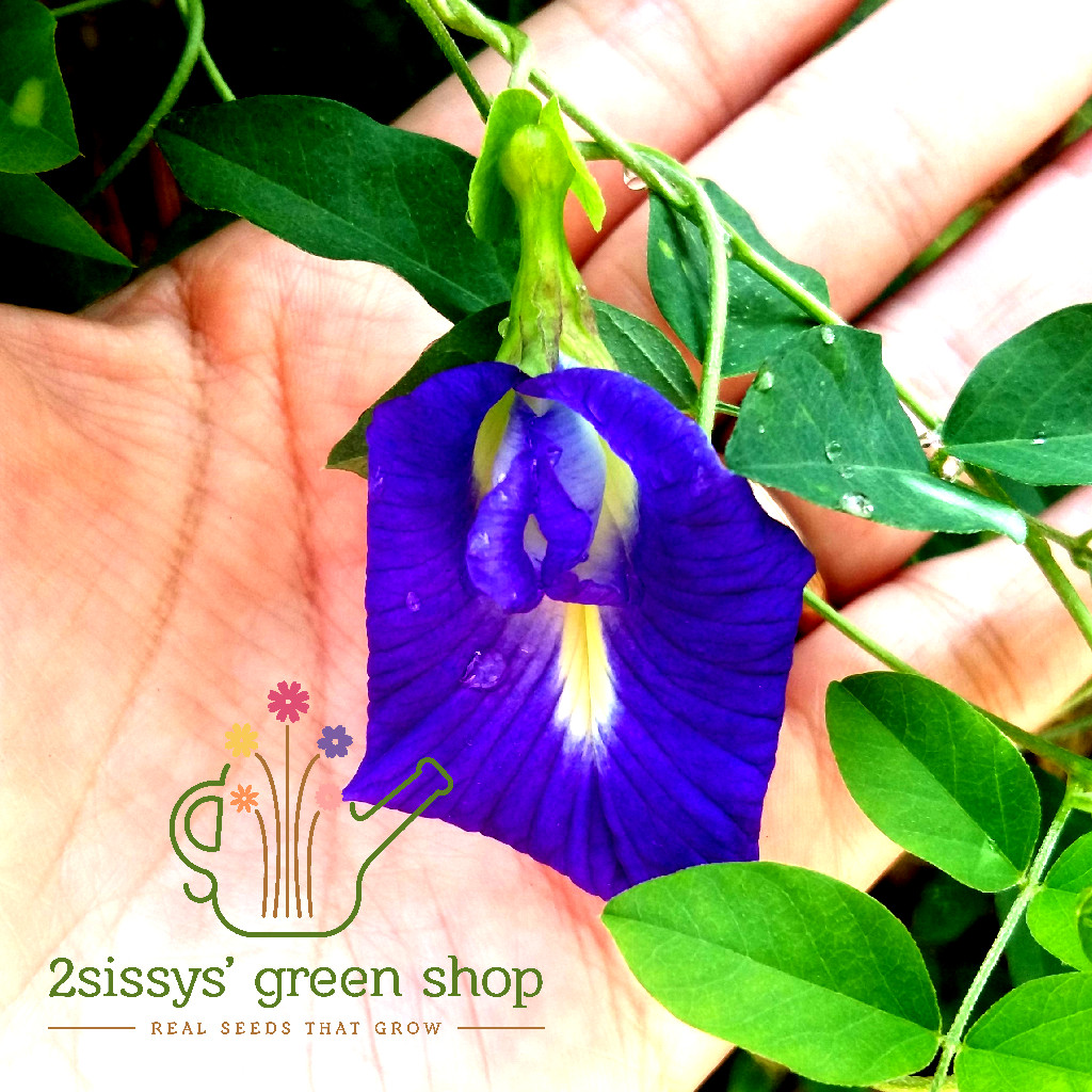 Blue Ternate Clitoria Ternatea Butterfly 50 seeds (not live plants)