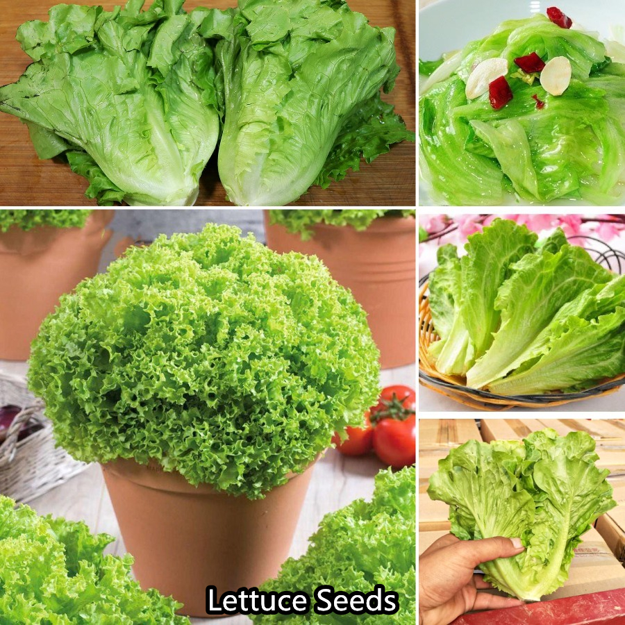 High Quality Rijk Zwaan Lettuce Seeds for Planting Vegetables