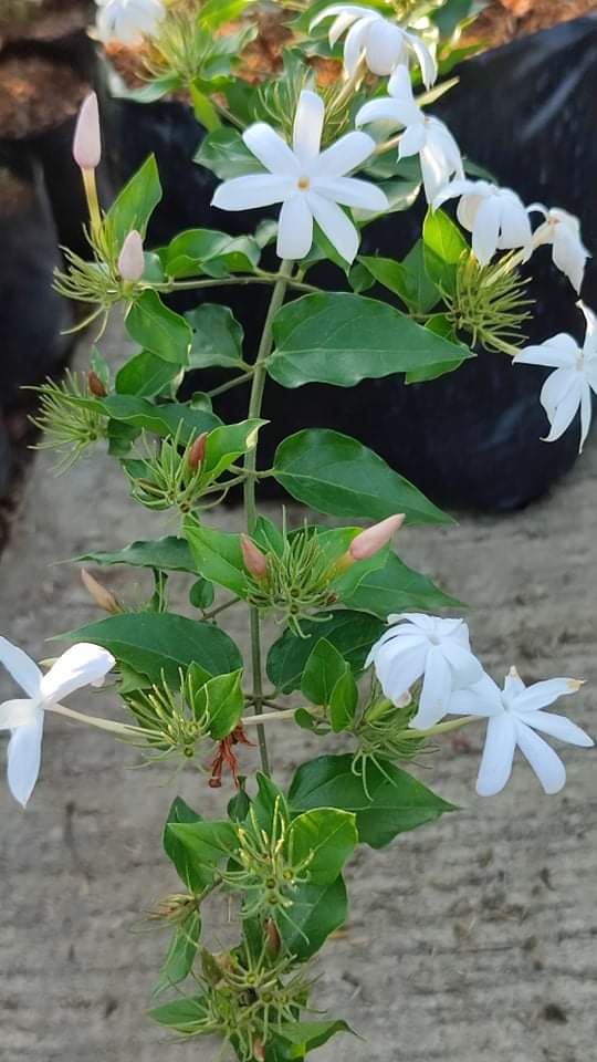 Scented Star Jasmine(It's a seed, not a plant!) Lazada PH