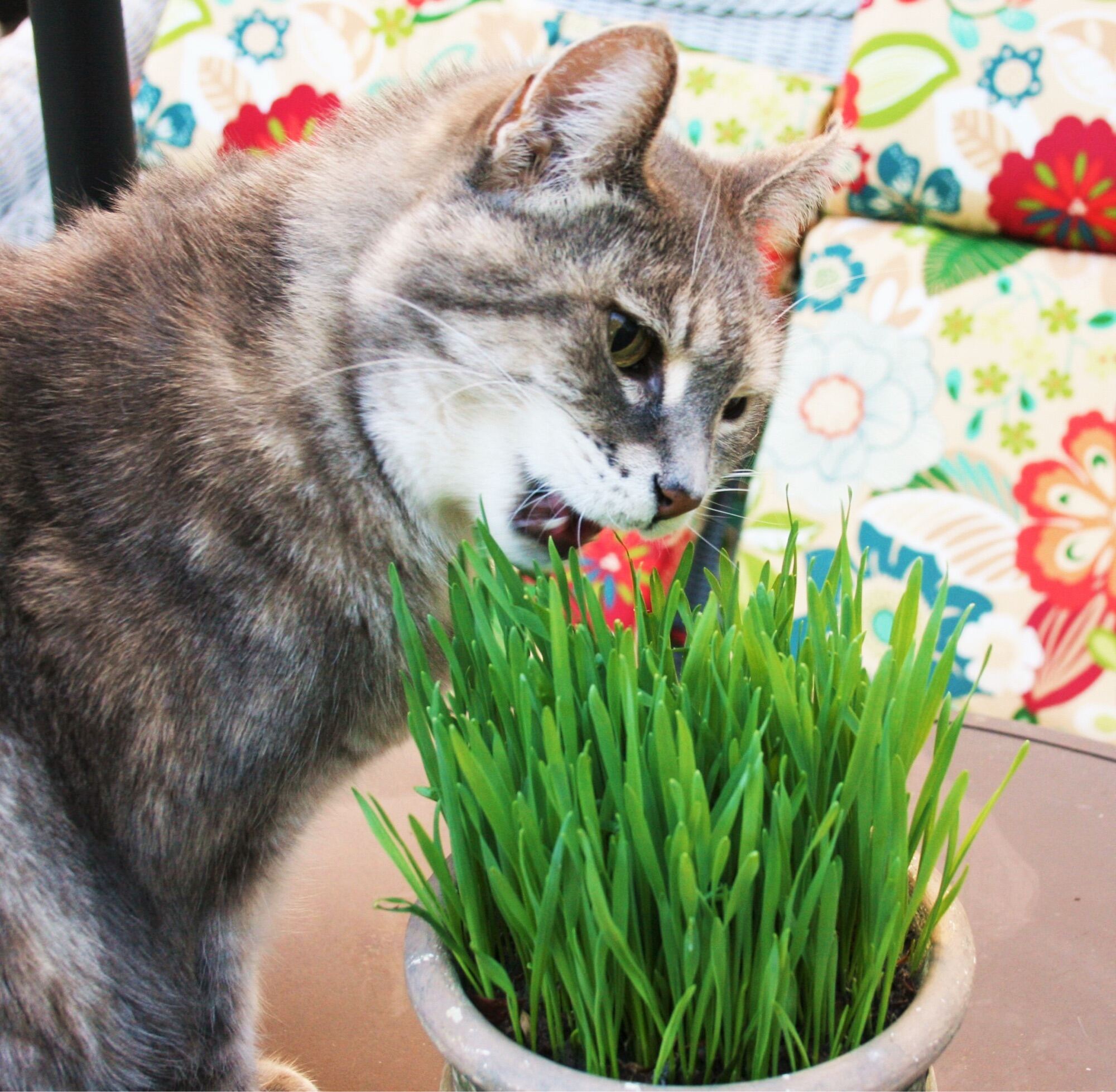 2kg Hạt Giống Cỏ Mèo - trồng cỏ cho mèo ăn.