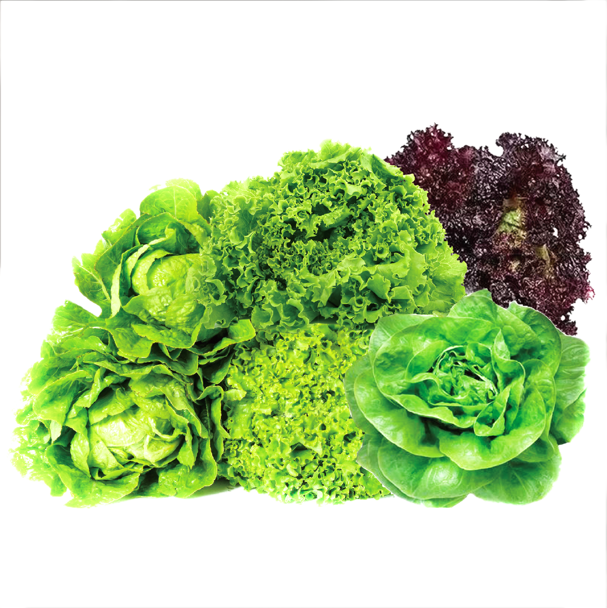 FV Lettuce Seeds 50pcs curly lettuce loose leaf lettuce romaine