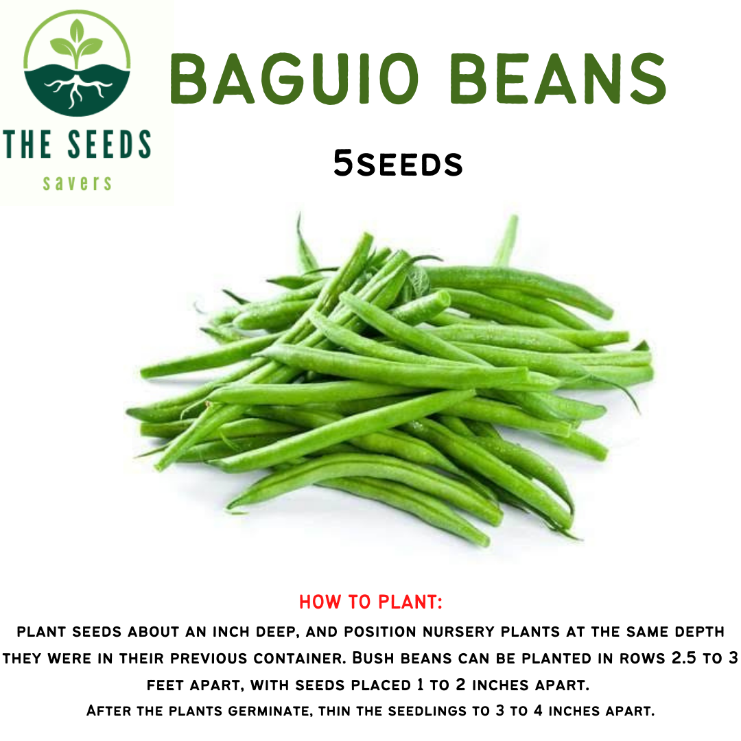 BAGUIO BEANS SEEDS / BARAK 5pcs Lazada PH