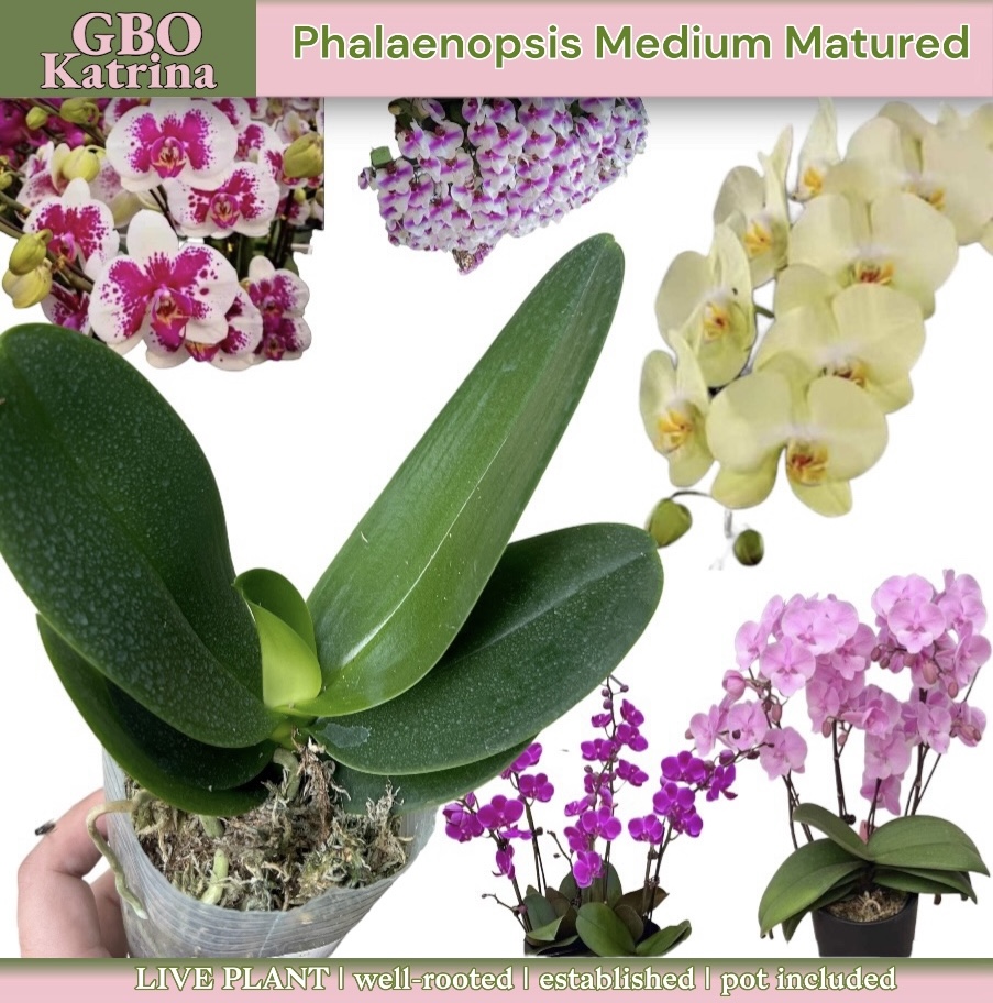 Mashinada rus porno Biseksuallar onlayn samolyotda