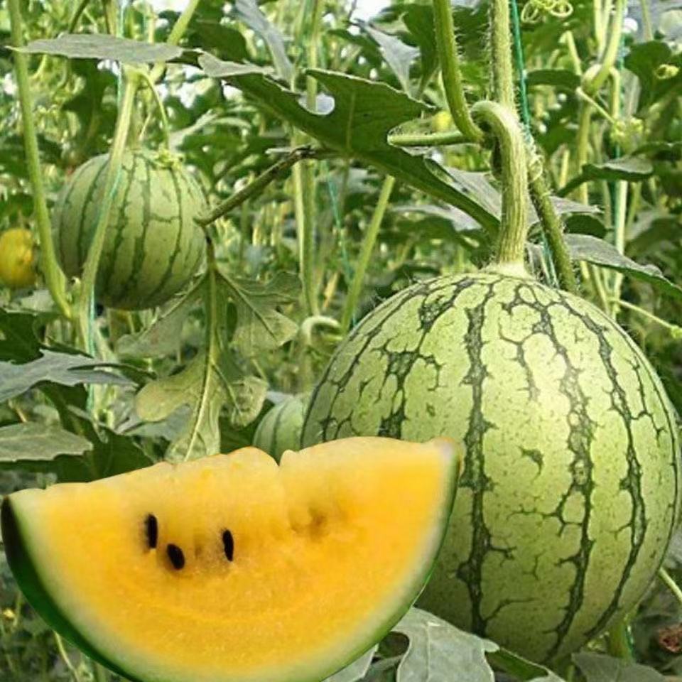 Watermelon potted watermelon plant yellow flesh watermelon fruit garden